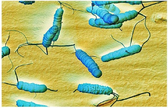 Bakter Helicobacter pylari