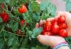 Tomatite 6 üllatavat kasu tervisele
