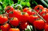 Kuidas tomateid õigesti laste toidulauale viia