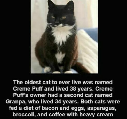 Kass creme puff - Creme Puff