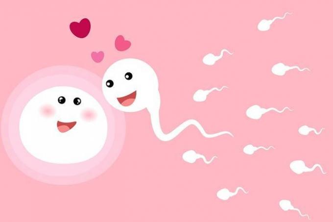 Munaraku valib sperma viljastamist, mitte vastupidi: teadlased