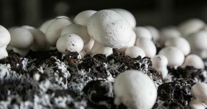 Seened - šampinjonid mushroomy