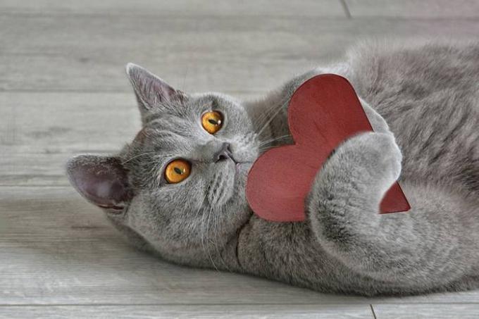 15 fakte kassidest et muuta need isegi rohkem armastust